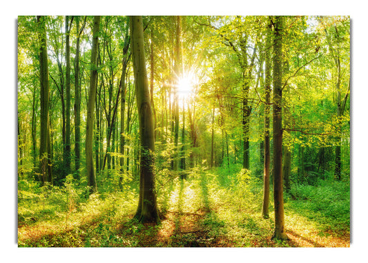 Sunlight filtering through trees in a forest